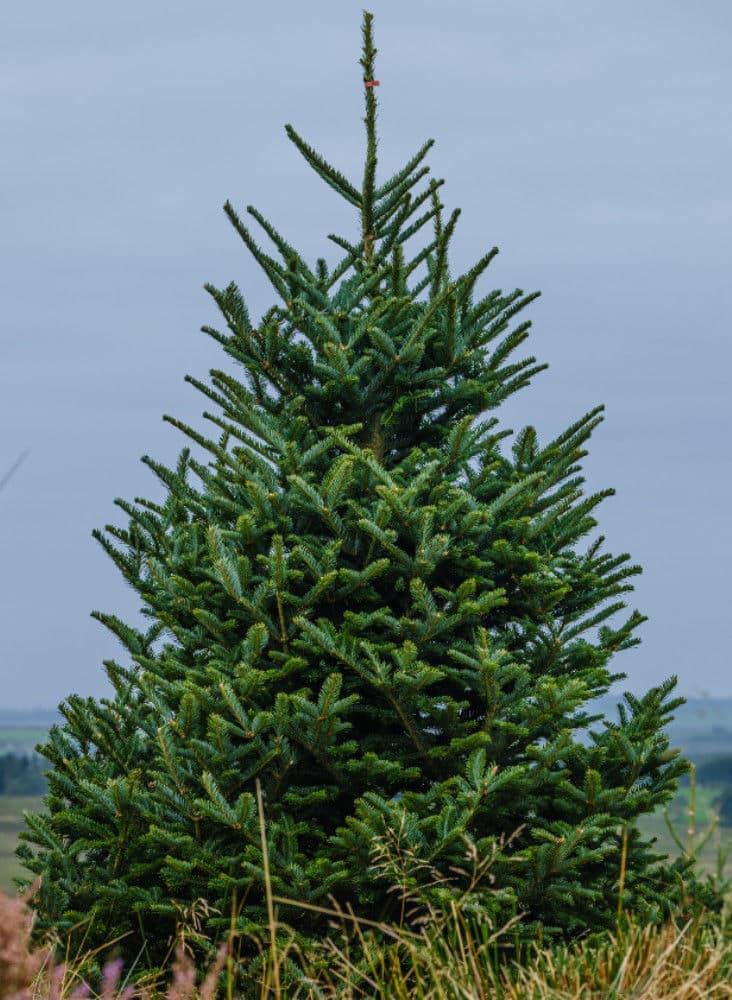 Fraser Fir Christmas Trees 2
