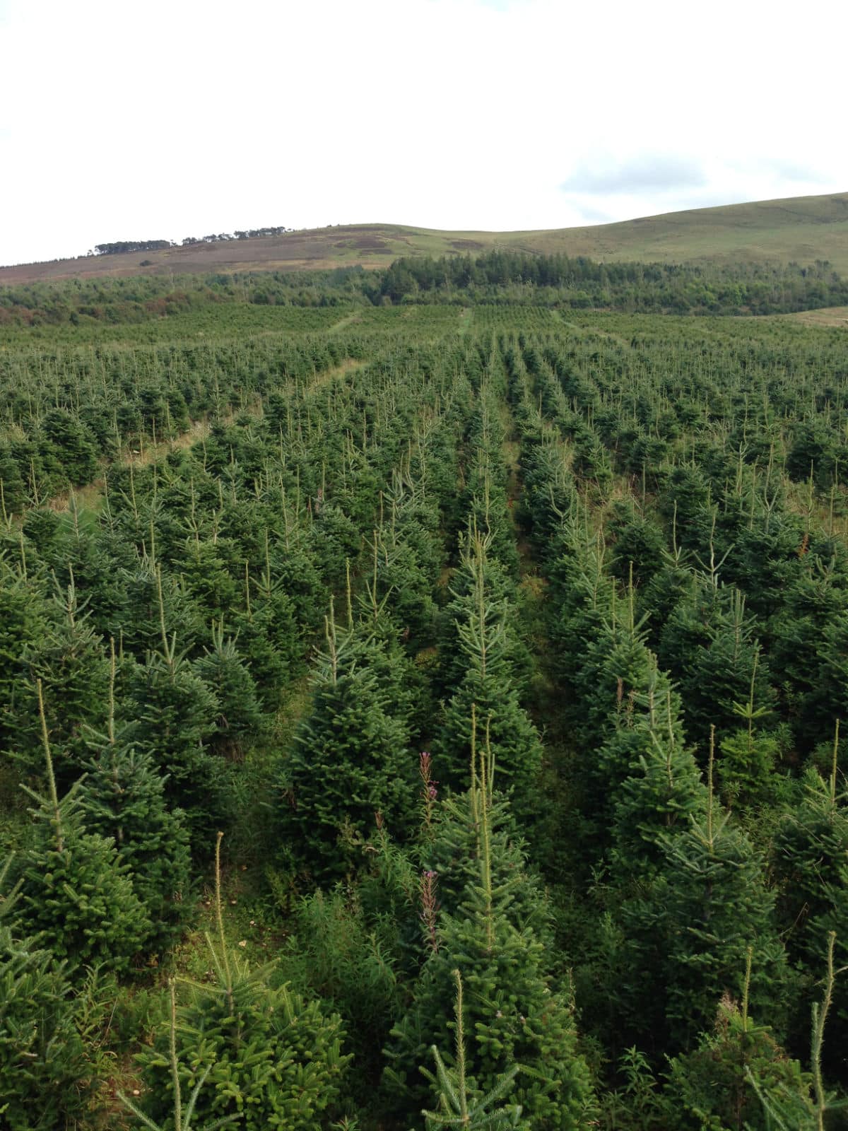 Fraser Fir Christmas Trees 8