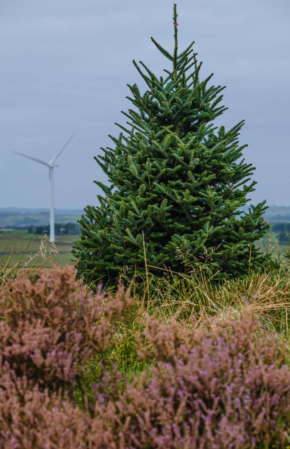Fraser Fir – David Holt (2) – Fraser Fir Christmas Trees