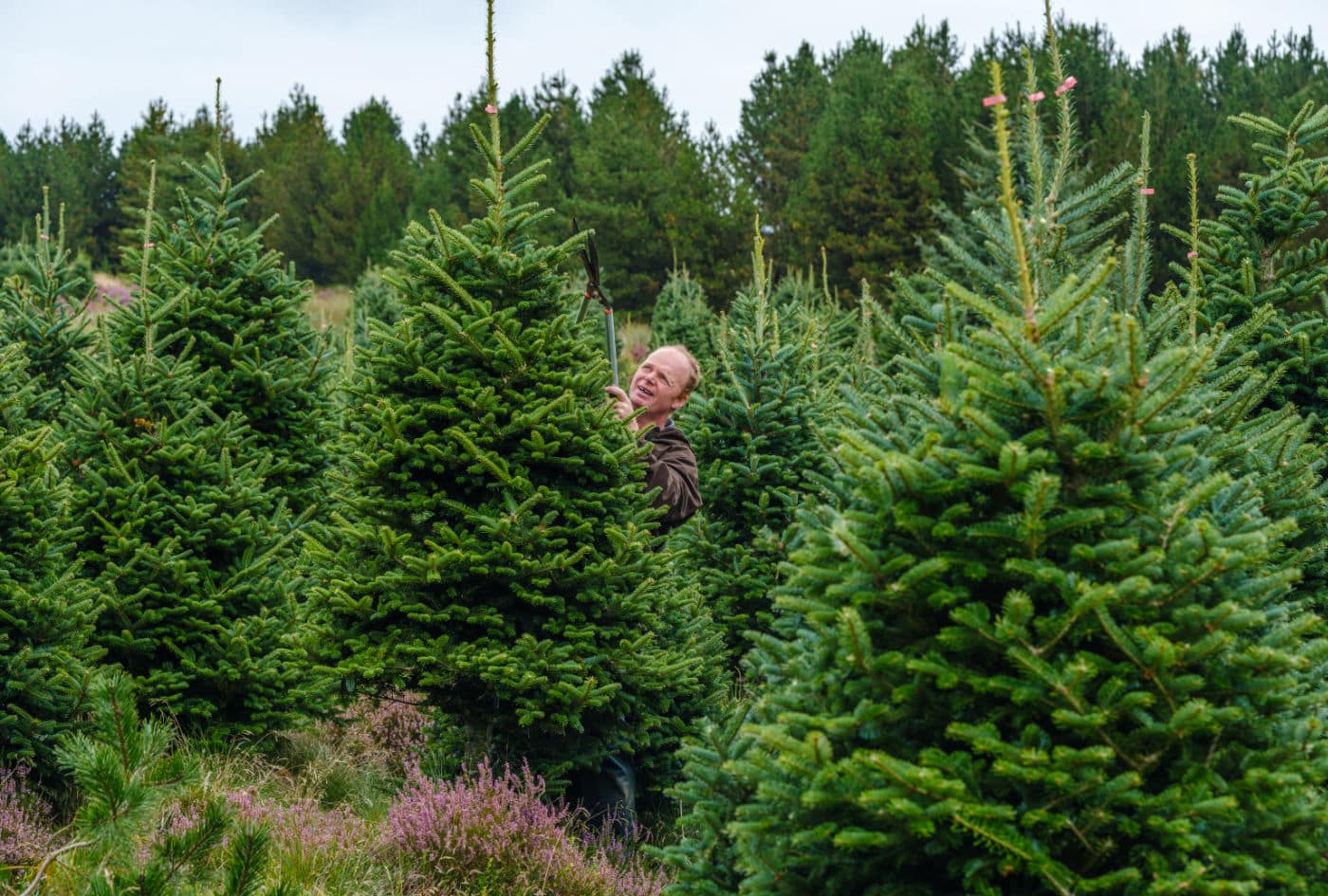 Fraser Fir – David Holt (3) – Fraser Fir Christmas Trees