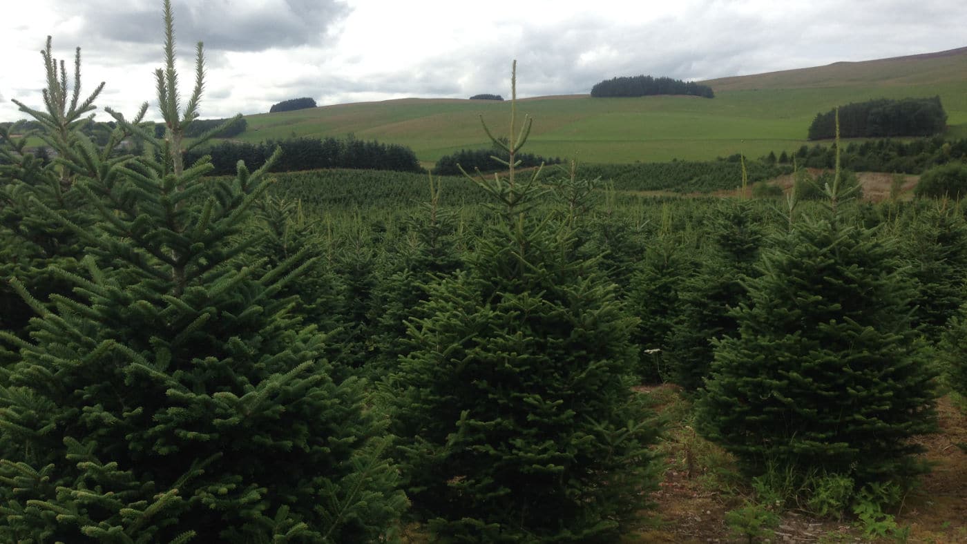 Fraser Fir Fraser Fir Christmas Trees 3