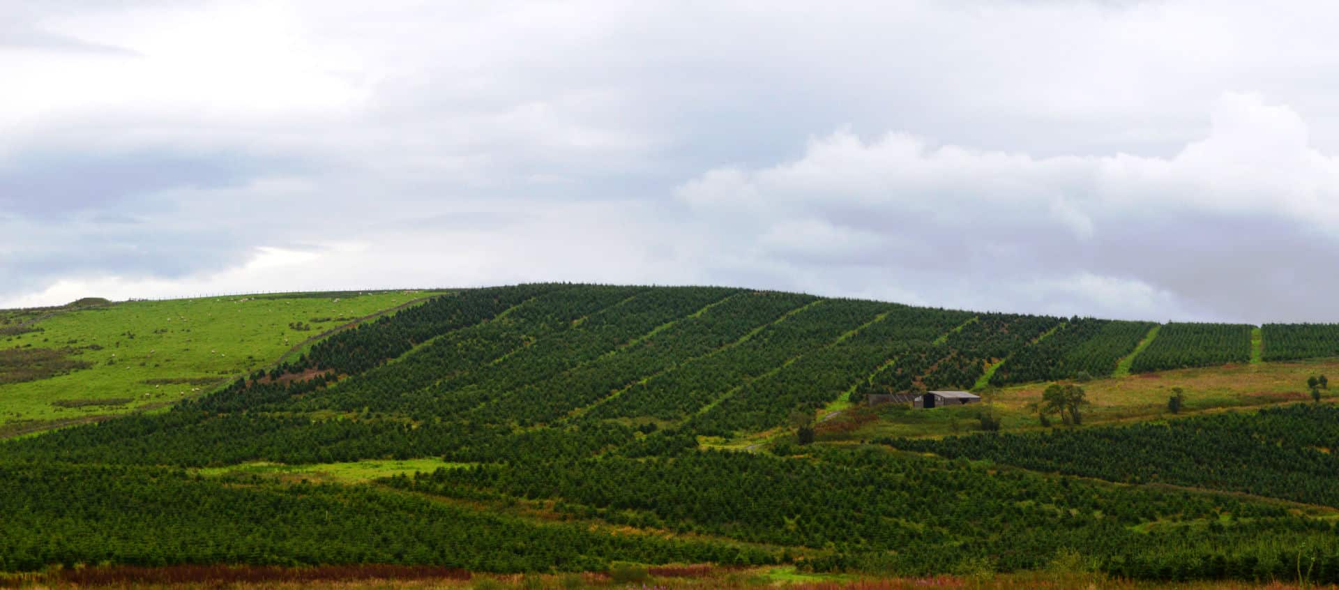 Kenneth – Whiteside (1) – Fraser Fir Christmas Trees