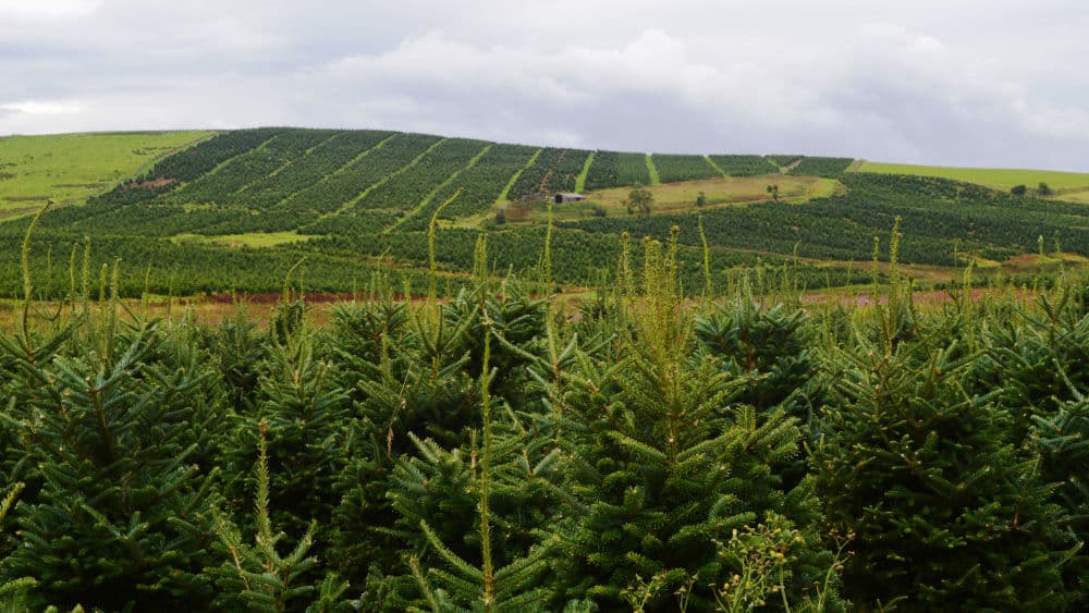 Kenneth Whiteside (19) – Fraser Fir Christmas Trees