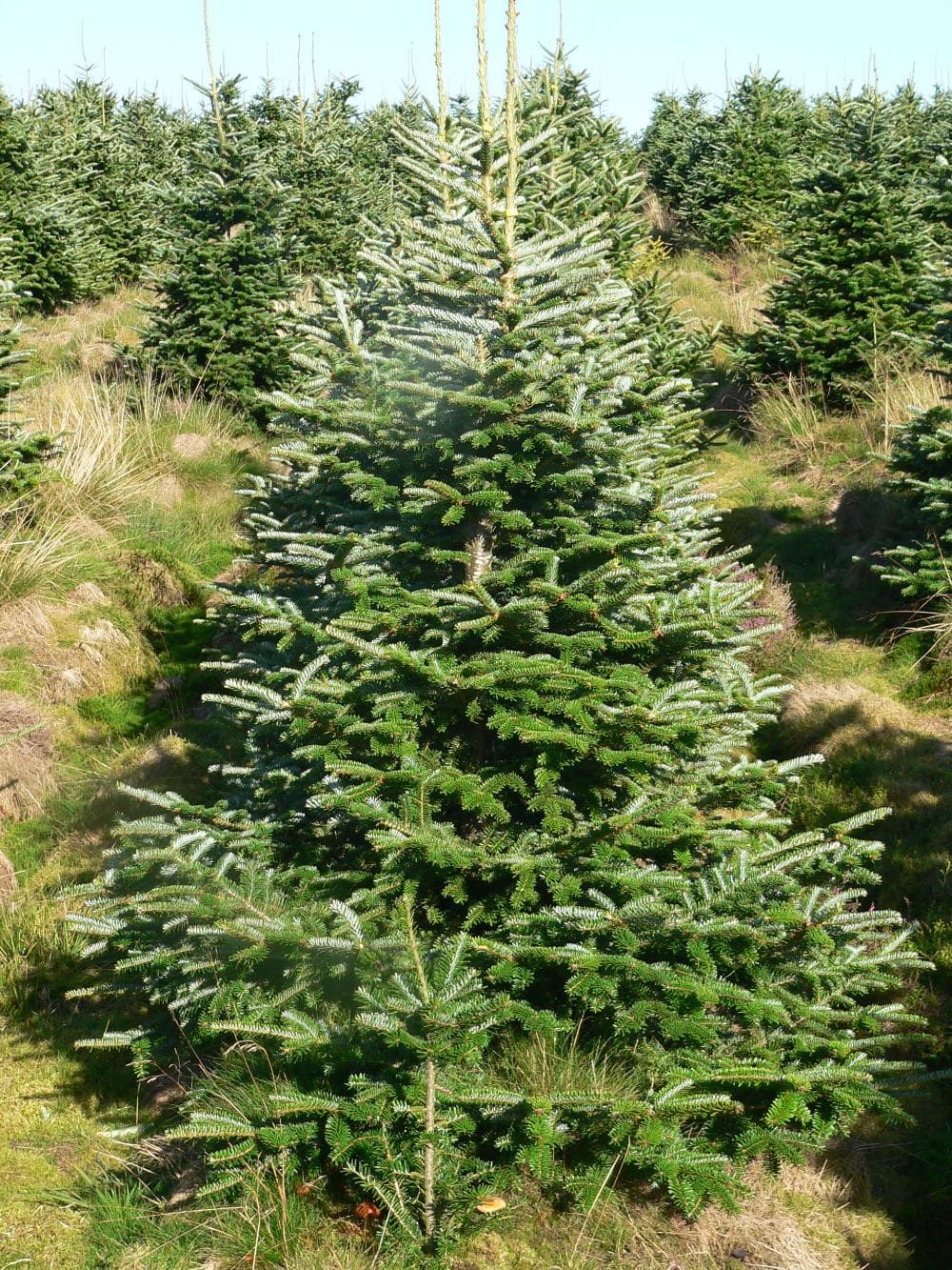 Retail Fraser Fir 1 – Fraser Fir Christmas Trees