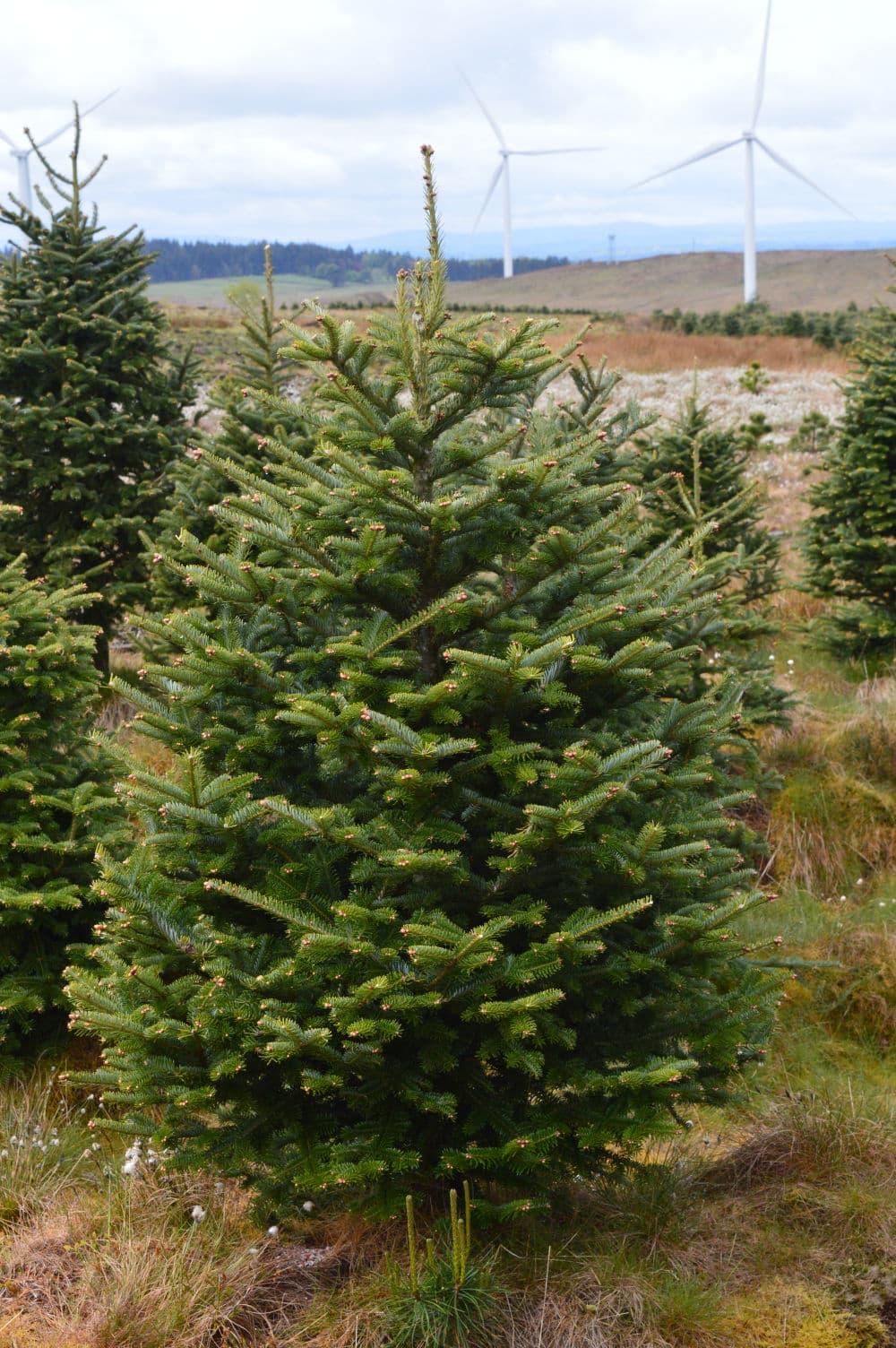 Retail Fraser Fir 2