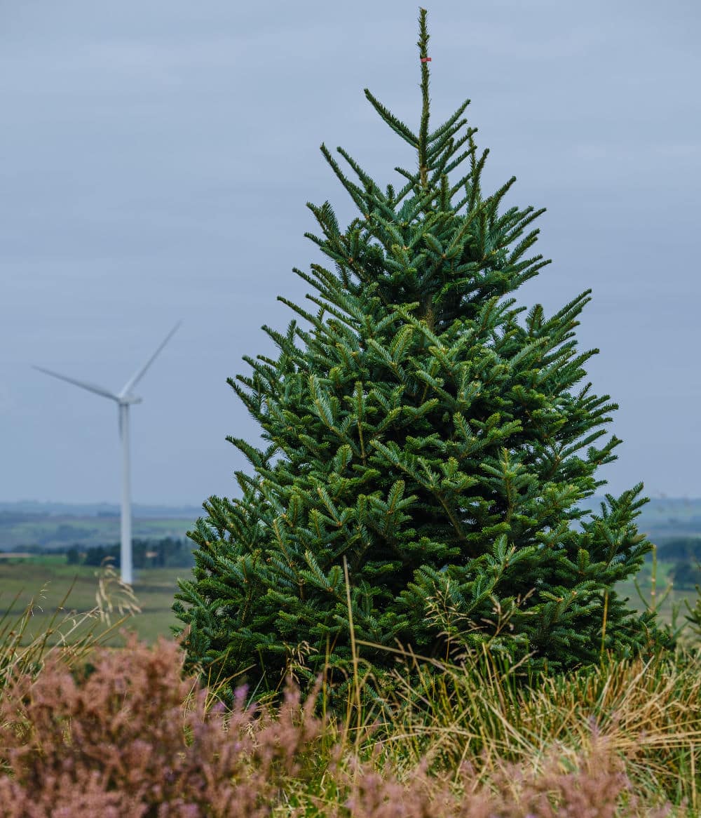 Retail Fraser Fir 3