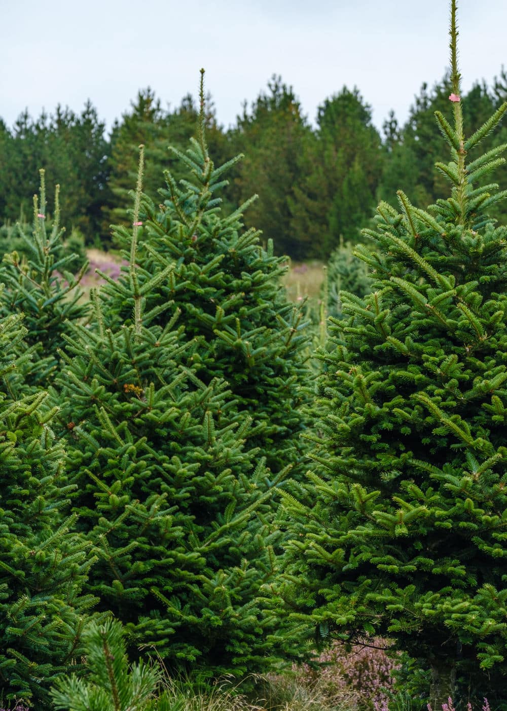 Retail Fraser Fir 4