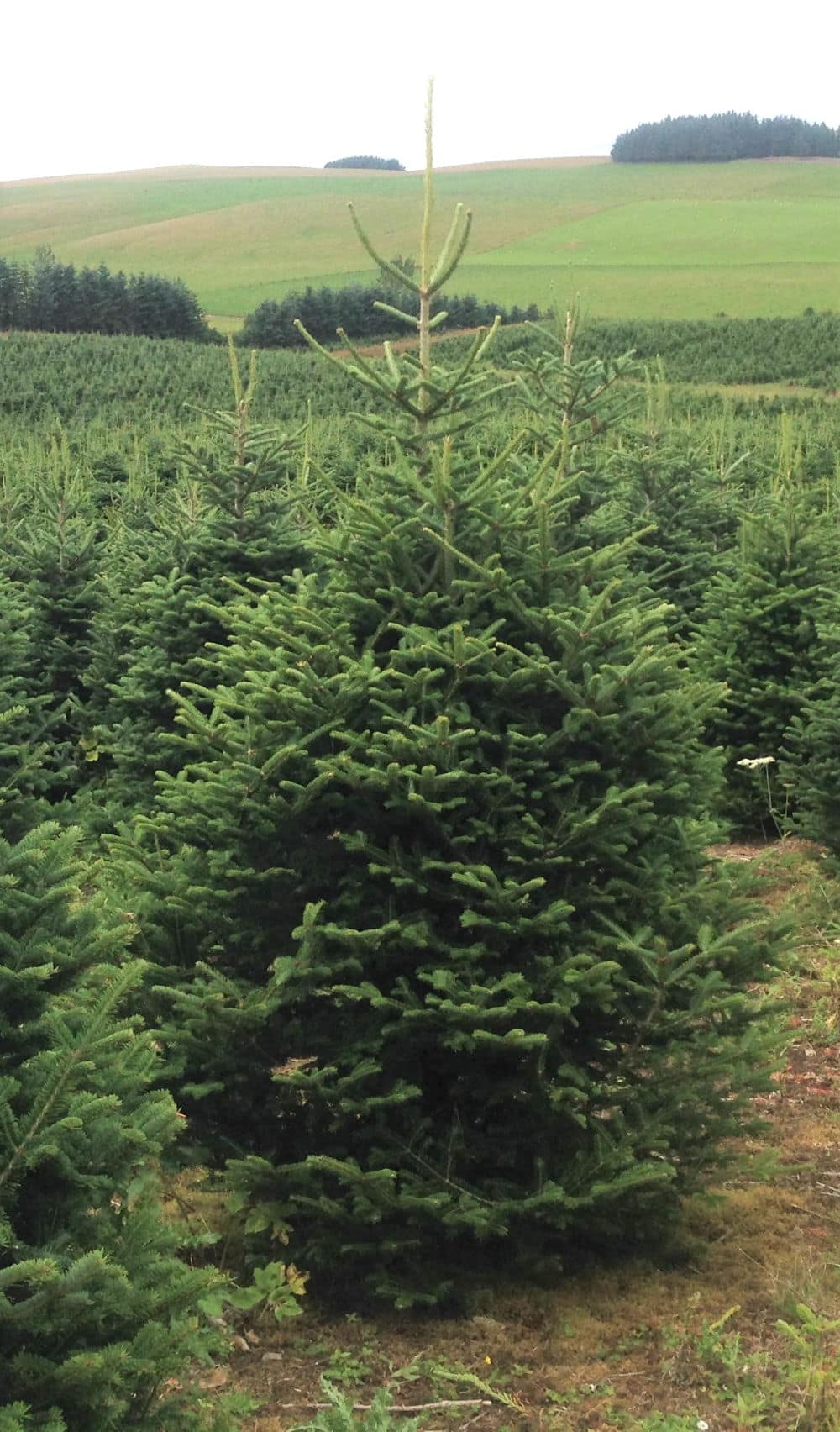 Retail Fraser Fir 5