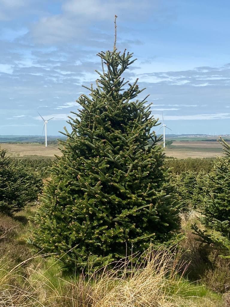 Retail Fraser Fir 6